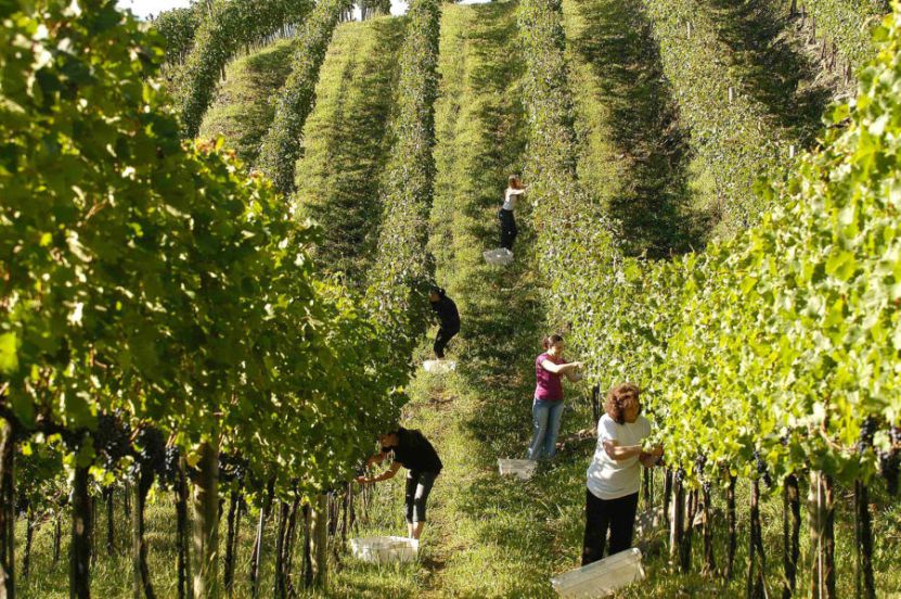 colheita-Verao-Vale-dos-Vinhedos-Fotos-Gilmar-Gomes-Aprovale-e1512154957370